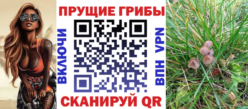 Галлюциногенные грибы Psilocybe купить сайты Старая Купавна
